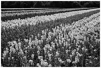 Field with rows of flowers. Lompoc, California, USA ( black and white)