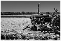 Tractor and flower field. Lompoc, California, USA ( black and white)