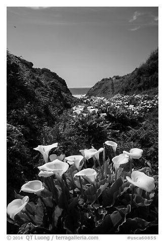 Calla Lillies, Garrapata State Park. Big Sur, California, USA (black and white)