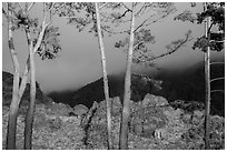 Trees in sunlight and hills in fog, Los Padres National Forest. Big Sur, California, USA ( black and white)