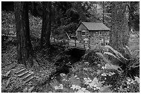 Cabin in the redwood forest. Big Sur, California, USA ( black and white)