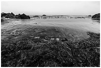 Seaweed and ocean, Jade Cove. Big Sur, California, USA ( black and white)