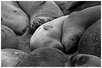 Elephant seals sleeping, Piedras Blancas. California, USA ( black and white)
