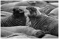Elephant seals vocalizing, Piedras Blancas. California, USA ( black and white)