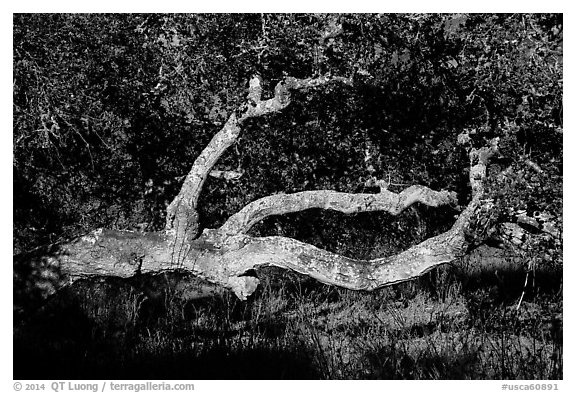 Branches and trunk. California, USA (black and white)