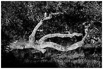 Branches and trunk. California, USA ( black and white)