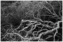 Branches. California, USA ( black and white)