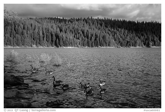 Lakeshore and geese, Jenkinson Lake. California, USA (black and white)