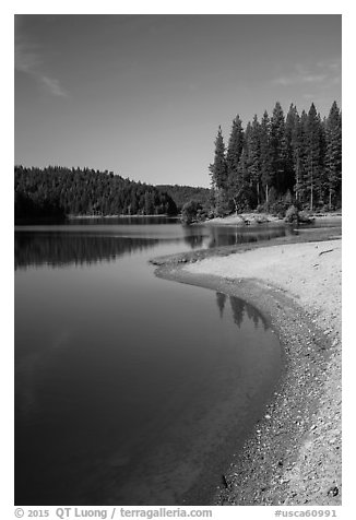 Lakeshore and pines, Jenkinson Lake. California, USA (black and white)