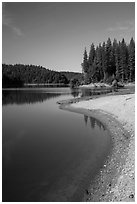 Lakeshore and pines, Jenkinson Lake. California, USA ( black and white)