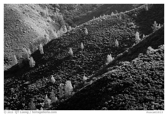 Hills and trees, Merced River Canyon. California, USA (black and white)