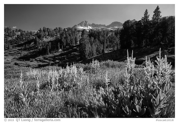 Meadows, trees, and Sierra Nevada crest, Twenty Lakes Basin. California, USA (black and white)