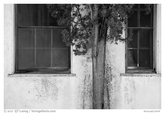 Old windows and tree, La Paz, Cesar Chavez National Monument, Keene. California, USA (black and white)
