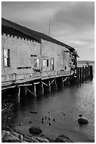Ruined Wharf and ducks, Bodega Bay. Sonoma Coast, California, USA ( black and white)