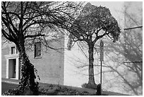 Tree and mural, Willits. Sonoma Valley, California, USA ( black and white)
