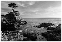 Lone Cypress, and cove, late afternoon. Pebble Beach, California, USA ( black and white)