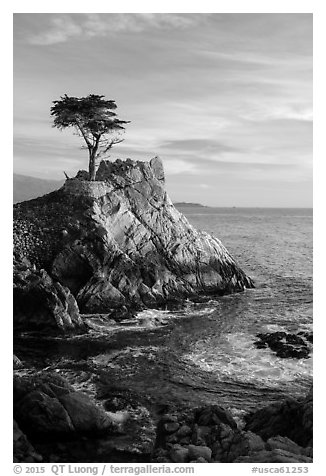 Lone Cypress. Pebble Beach, California, USA (black and white)