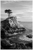 Lone Cypress. Pebble Beach, California, USA ( black and white)