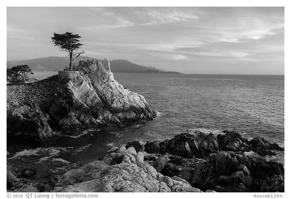Salt-pruned Monterey cypress (macrocarpa) tree. Pebble Beach, California, USA (black and white)