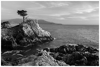 Salt-pruned Monterey cypress (macrocarpa) tree. Pebble Beach, California, USA ( black and white)