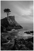 Lone Cypress and cloud painted by sunset. Pebble Beach, California, USA ( black and white)