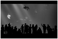 Tourists crowd outer ocean exhibit, Monterey Bay Aquarium. Monterey, California, USA ( black and white)