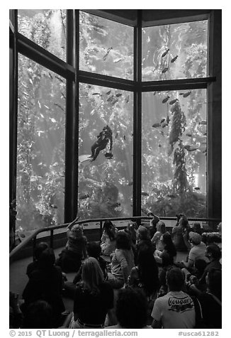 Tourists watch scuba diver feed fish in kelp forest tank. Monterey, California, USA (black and white)