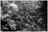 Coral and tropical fish, Monterey Bay Aquarium. Monterey, California, USA ( black and white)