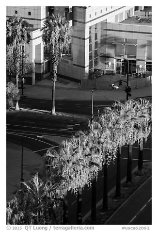 Palm trees, and street from above. San Jose, California, USA (black and white)