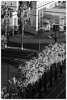 Palm trees, and street from above. San Jose, California, USA ( black and white)