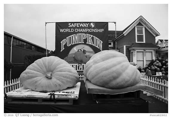 Giant pumpkins contest. Half Moon Bay, California, USA (black and white)