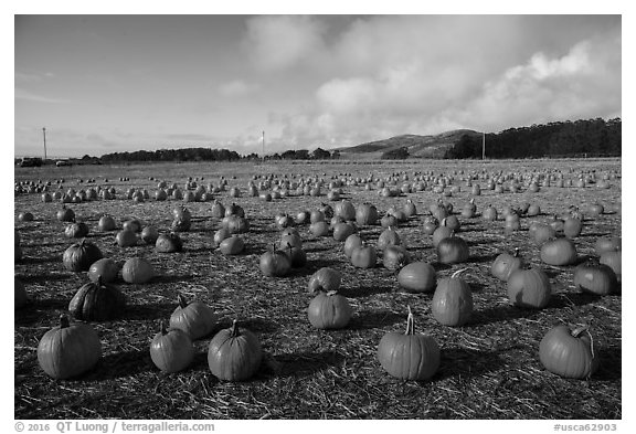 Pumpkins in field. Half Moon Bay, California, USA (black and white)