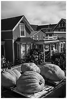 Giant pumpkins and houses. Half Moon Bay, California, USA ( black and white)
