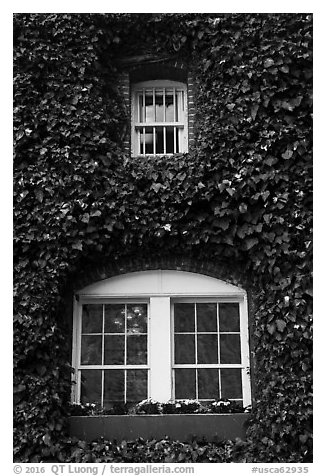 Windows with ivy, Korbel Champagne Cellars, Guerneville. California, USA (black and white)