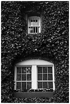 Windows with ivy, Korbel Champagne Cellars, Guerneville. California, USA ( black and white)