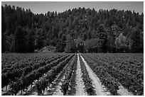 Vineyard, Korbel Winery, Guerneville. California, USA ( black and white)