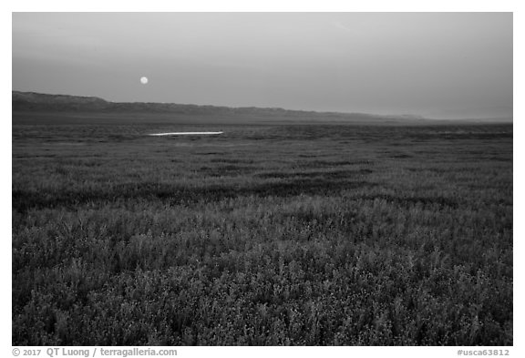 Moonrise over field of goldfied flowers. Carrizo Plain National Monument, California, USA (black and white)