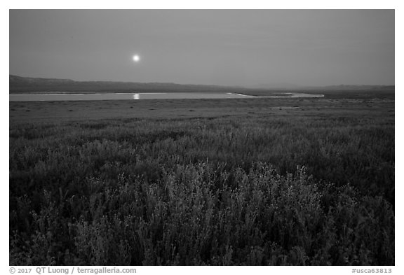 Spring wildflowers and moon reflected in pond. Carrizo Plain National Monument, California, USA (black and white)