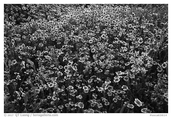 Tidytips and larkspur wildflowers. Carrizo Plain National Monument, California, USA (black and white)