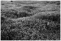 Dense carpet of tidytips. Carrizo Plain National Monument, California, USA ( black and white)