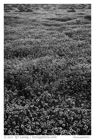 Hillside daisies and tidytips. Carrizo Plain National Monument, California, USA (black and white)