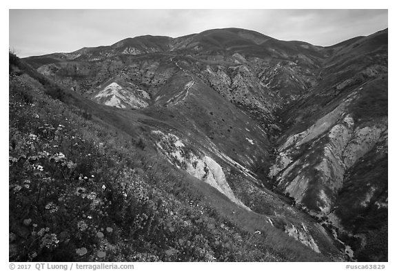Phacelia, poppies, goldfields, Temblor Range hills. Carrizo Plain National Monument, California, USA (black and white)