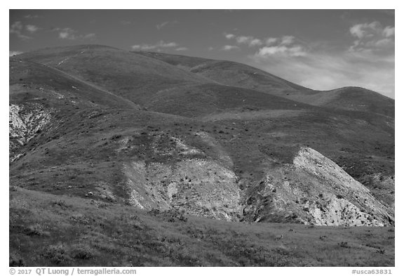 Hills covered with multicolored flower carpets. Carrizo Plain National Monument, California, USA (black and white)