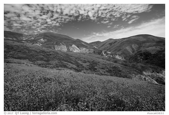 Temblor Range hills covered with wildflower mats. Carrizo Plain National Monument, California, USA (black and white)