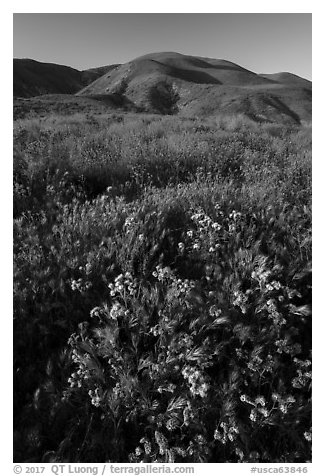 Foxtail grass and wildflowers, Temblor Range hills. Carrizo Plain National Monument, California, USA (black and white)