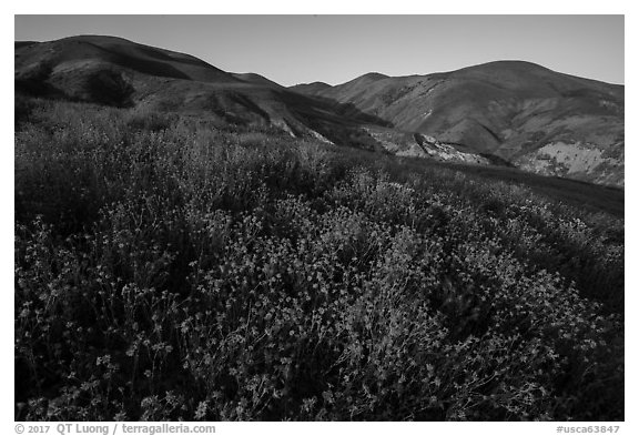 Yellow wildflower map and Temblor Range hills, late afternoon. Carrizo Plain National Monument, California, USA (black and white)