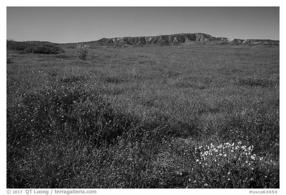 Wildflower carpet at the base of Caliente Range. Carrizo Plain National Monument, California, USA (black and white)