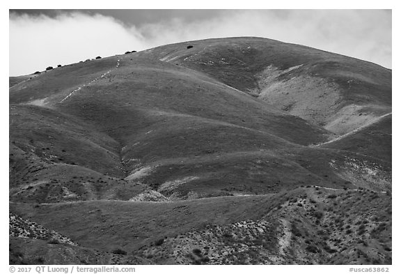 Hill with multicolored flower patches. Carrizo Plain National Monument, California, USA (black and white)