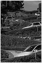 Lombard Street from the bottom with cars on turns. San Francisco, California, USA ( black and white)