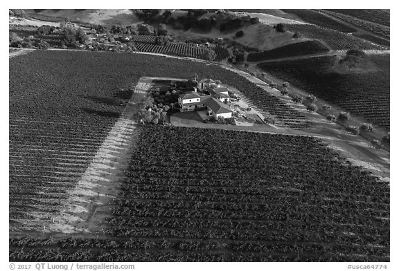 Aerial view of vineyard and winery in summer. Livermore, California, USA (black and white)